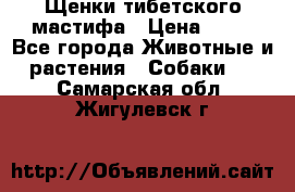 Щенки тибетского мастифа › Цена ­ 80 - Все города Животные и растения » Собаки   . Самарская обл.,Жигулевск г.